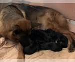 Small Photo #12 German Shepherd Dog Puppy For Sale in MERCED, CA, USA