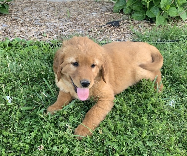Medium Photo #1 Golden Retriever Puppy For Sale in CLEVER, MO, USA