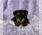 Small YorkiePoo