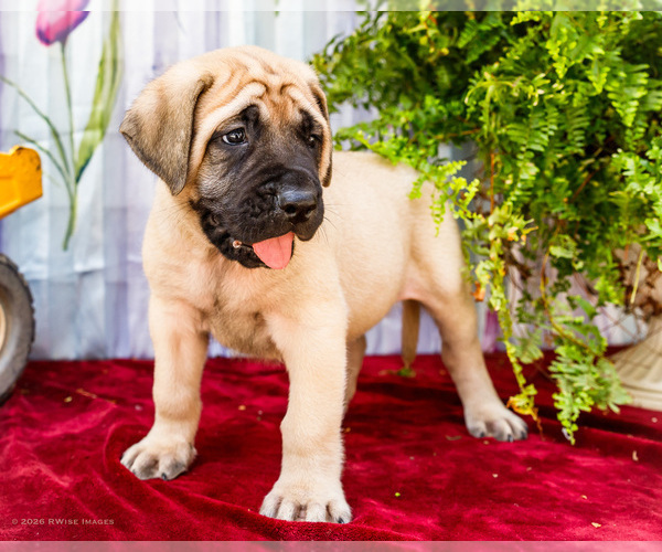 Medium Photo #17 Mastiff Puppy For Sale in WAKARUSA, IN, USA