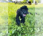 Small Photo #5 Labradoodle-Poodle (Standard) Mix Puppy For Sale in COOKEVILLE, TN, USA