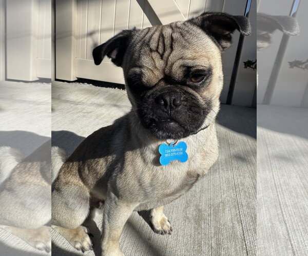 Medium Photo #5 Pug-Unknown Mix Puppy For Sale in Corona, CA, USA