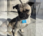 Small Photo #5 Pug-Unknown Mix Puppy For Sale in Corona, CA, USA