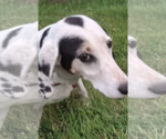 Small #1 English Coonhound-Treeing Walker Coonhound Mix