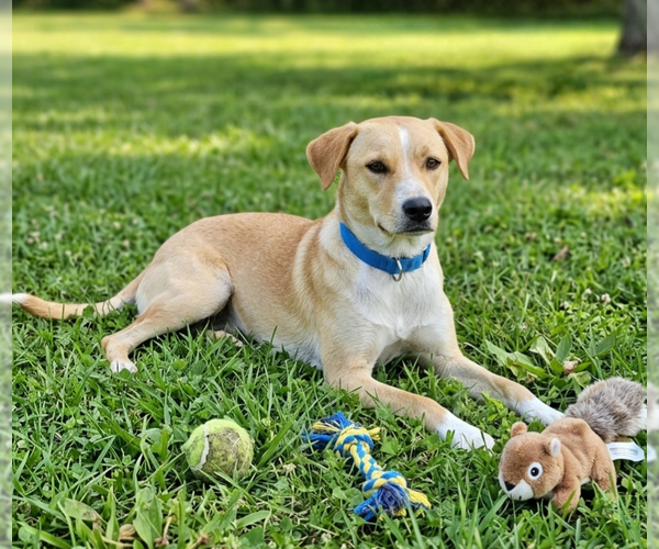 Medium Photo #1 Labrador Retriever-Unknown Mix Puppy For Sale in Genesee, WI, USA