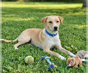 Labrador Retriever-Unknown Mix Dogs for adoption in Genesee, WI, USA
