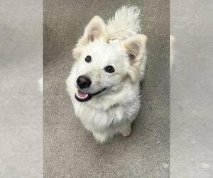 American Eskimo Dog-Unknown Mix Dogs for adoption in HESPERIA, CA, USA