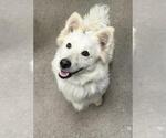 Small American Eskimo Dog Mix