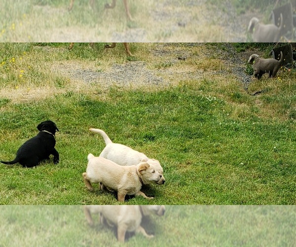 Medium Photo #11 Labrador Retriever Puppy For Sale in OLYMPIA, WA, USA