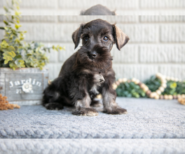 Medium Photo #9 Schnauzer (Miniature) Puppy For Sale in BALTIC, OH, USA