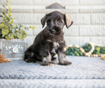 Small #1 Schnauzer (Miniature)