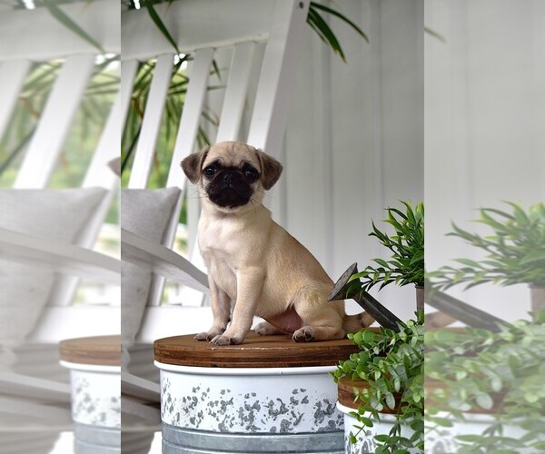Medium Photo #2 Pug Puppy For Sale in HARTLY, DE, USA