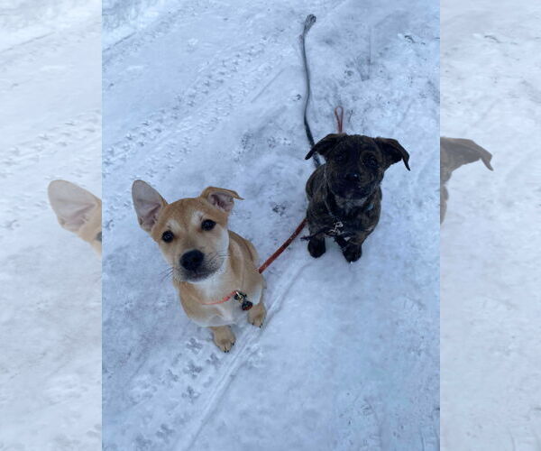 Medium Photo #10 English Mastweiler Puppy For Sale in Oro Medonte, Ontario, Canada