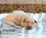 Small Photo #3 Goldendoodle Puppy For Sale in MIDDLESEX, NC, USA