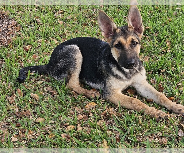 Medium Photo #10 German Shepherd Dog Puppy For Sale in NAVASOTA, TX, USA