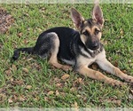 Small #9 German Shepherd Dog