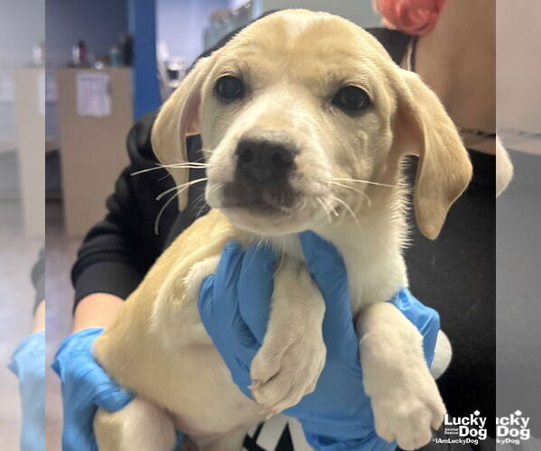 Medium Photo #1 Labrador Retriever-Unknown Mix Puppy For Sale in Washington, DC, USA