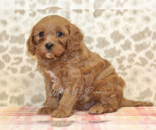 Medium Photo #1 Cavapoo Puppy For Sale in DENVER, PA, USA
