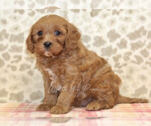 Cavapoo Puppy for sale in DENVER, PA, USA