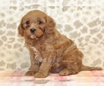 Small Photo #1 Cavapoo Puppy For Sale in DENVER, PA, USA
