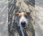 Small #3 Beagle Mix