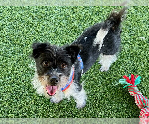 Medium Photo #2 Norwich Terrier-Unknown Mix Puppy For Sale in Agoura Hills, CA, USA