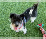 Small #1 Norwich Terrier Mix