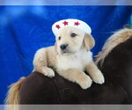 Small Photo #2 English Cream Golden Retriever Puppy For Sale in NORWOOD, MO, USA