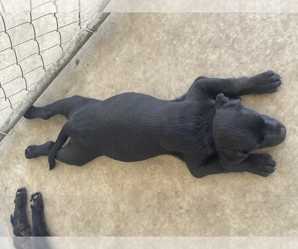 Medium Photo #2 Golden Retriever-Rottweiler Mix Puppy For Sale in MARION, KS, USA