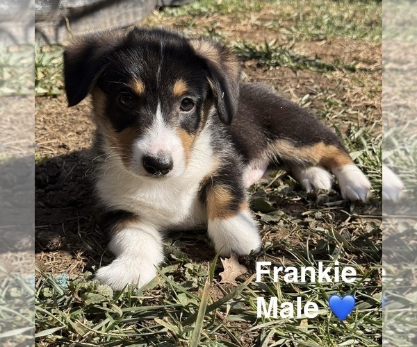 Medium Photo #3 Pembroke Welsh Corgi Puppy For Sale in EPHRATA, PA, USA