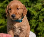 Small Photo #42 Golden Retriever Puppy For Sale in GOSHEN, IN, USA