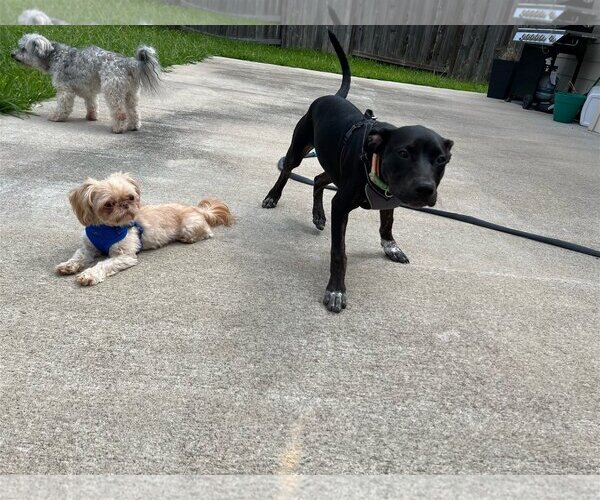 Medium Photo #5 Labrador Retriever-Unknown Mix Puppy For Sale in Katy, TX, USA