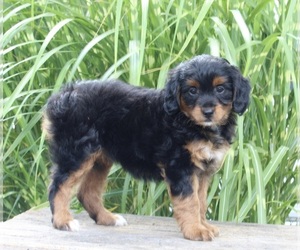 Aussie-Poo Puppy for sale in SUGARCREEK, OH, USA