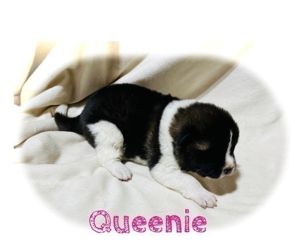 Medium Photo #14 Akita Puppy For Sale in BUTLER, PA, USA