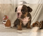 Small Photo #14 Olde English Bulldogge Puppy For Sale in CYNTHIANA, IN, USA