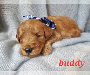 Goldendoodle (Miniature) Puppy for sale in TUSCOLA, IL, USA