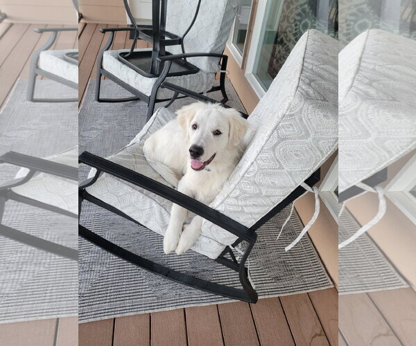 Medium Photo #11 Great Pyrenees Puppy For Sale in Spring, TX, USA
