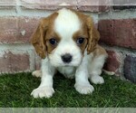 Small #2 Cavalier King Charles Spaniel