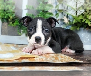 Boston Terrier Puppy for sale in MARIETTA, GA, USA