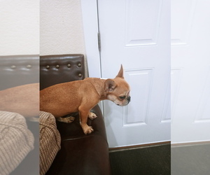 French Bulldog Puppy for sale in ADAMS CITY, CO, USA