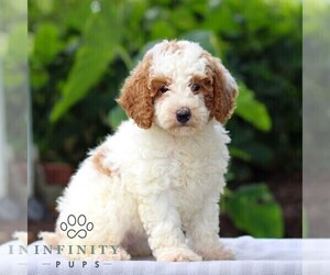 Goldendoodle (Miniature) Puppy for sale in LITITZ, PA, USA