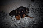 Small Photo #4 Yorkshire Terrier Puppy For Sale in KELLY, LA, USA