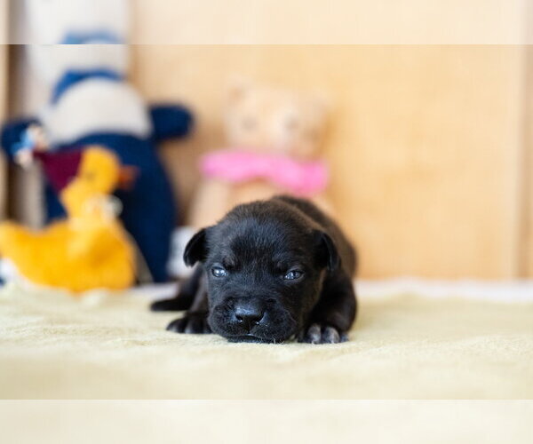 Medium Photo #4 French Bulldog-Unknown Mix Puppy For Sale in St. Louis Park, MN, USA