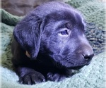 Puppy Black male Labrador Retriever