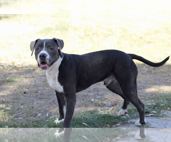 Medium Photo #2 American Pit Bull Terrier-Unknown Mix Puppy For Sale in El Centro, CA, USA