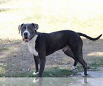 Small #1 American Pit Bull Terrier Mix