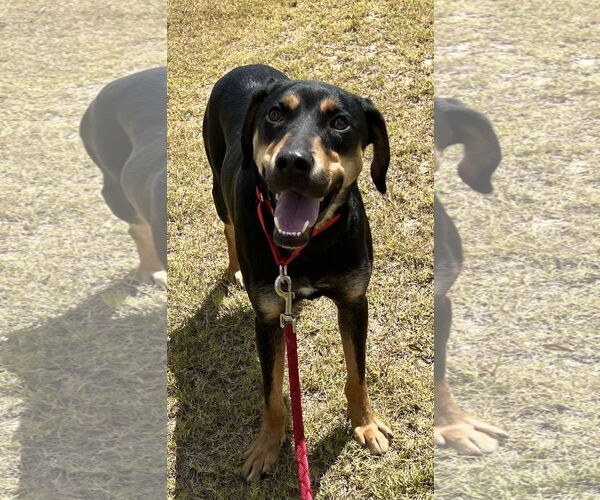 Medium Photo #3 Labrottie Puppy For Sale in Munford, TN, USA