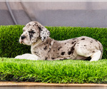 Small #6 Great Dane