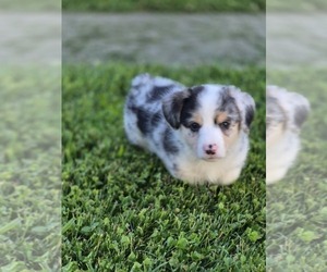 Pembroke Welsh Corgi Puppy for sale in WINFIELD, PA, USA