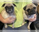 Small #4 Pug